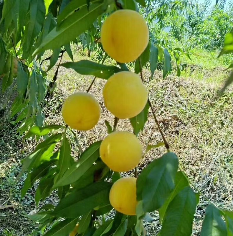 炎陵黄桃