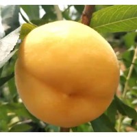 黄金蜜桃1号_黄金蜜一号桃子