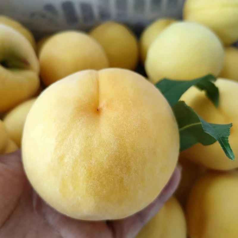 黄金蜜桃一共几号品种？黄金蜜桃几号最好？