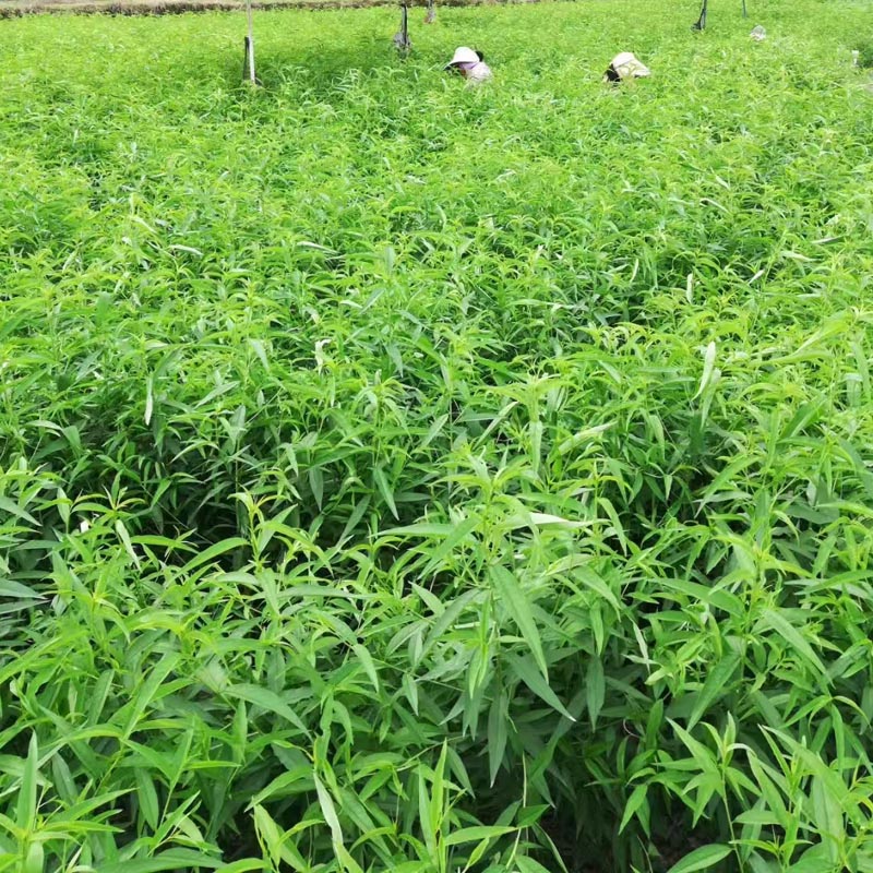 黄金蜜一号桃品种介绍