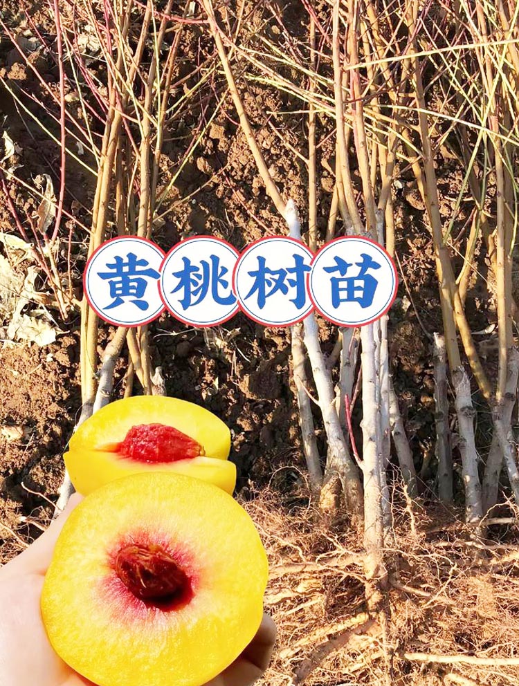 麻阳高山锦绣黄桃树苗