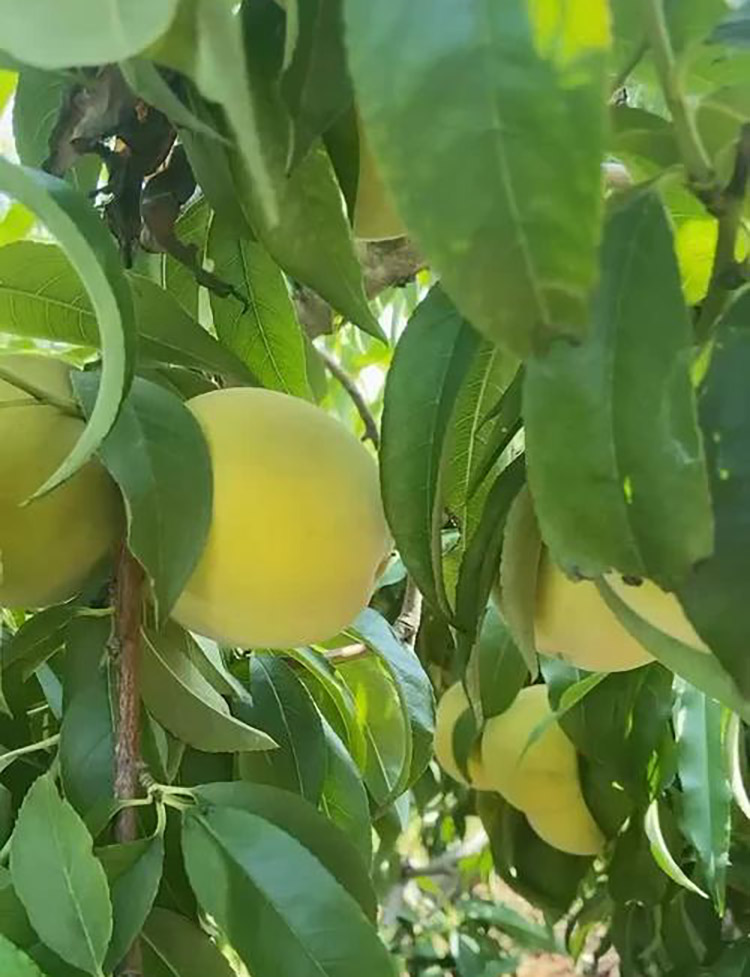 黄冠桃优质早熟的黄桃品种