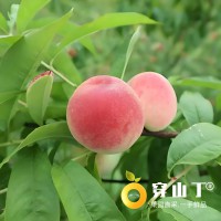 怀化芷江水蜜桃