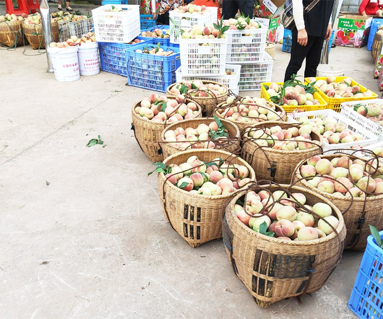 芷江苹果桃 