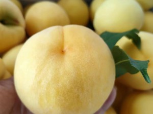 芷江黄金蜜桃1号每年的6月初开园上市