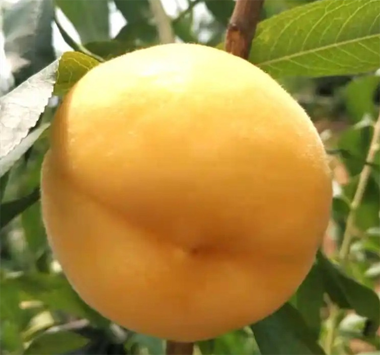 芷江黄金蜜桃一号