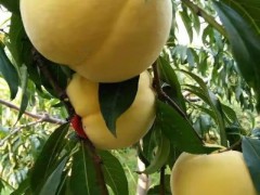 芷江黄金蜜桃3号每年的8月初开园上市