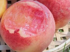 芷江水蜜桃每年的8月成熟开园上市
