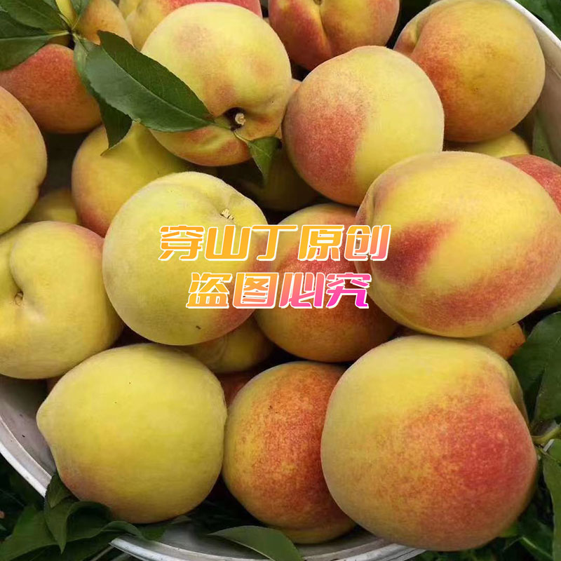 锦绣黄桃产地在哪里？