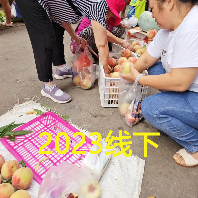 怀化芷江牛牯坪乡水蜜桃