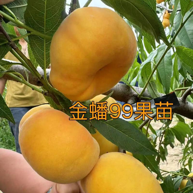 金蟠桃99蟠桃