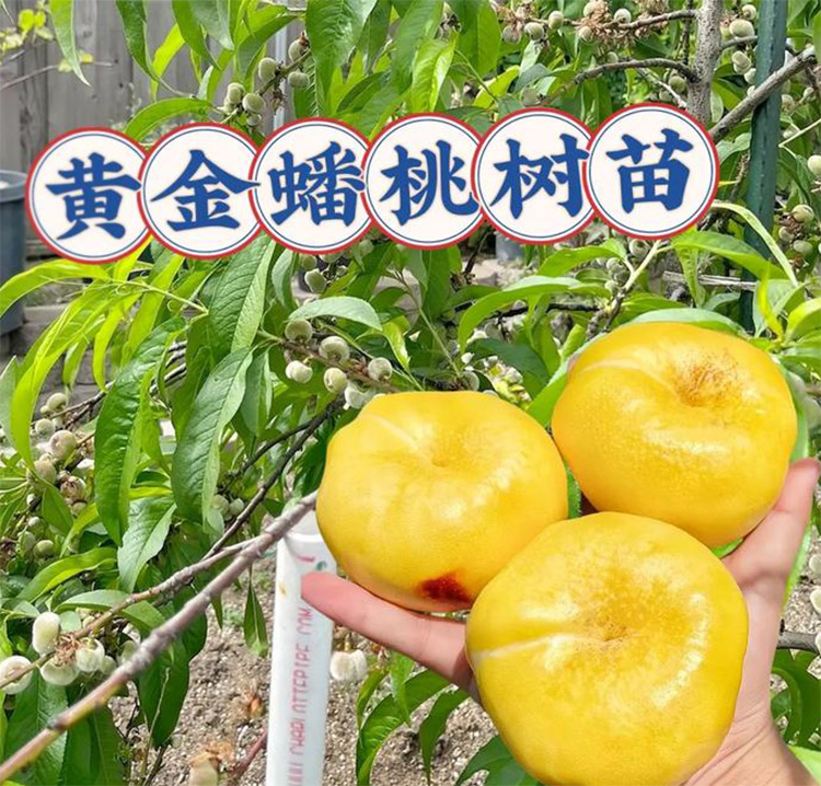 金蟠桃99蟠桃