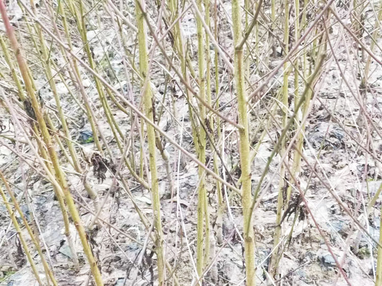 微信图片_202503291459533