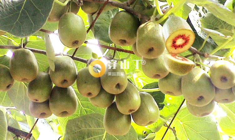 _中华红阳红心猕猴桃种植基地