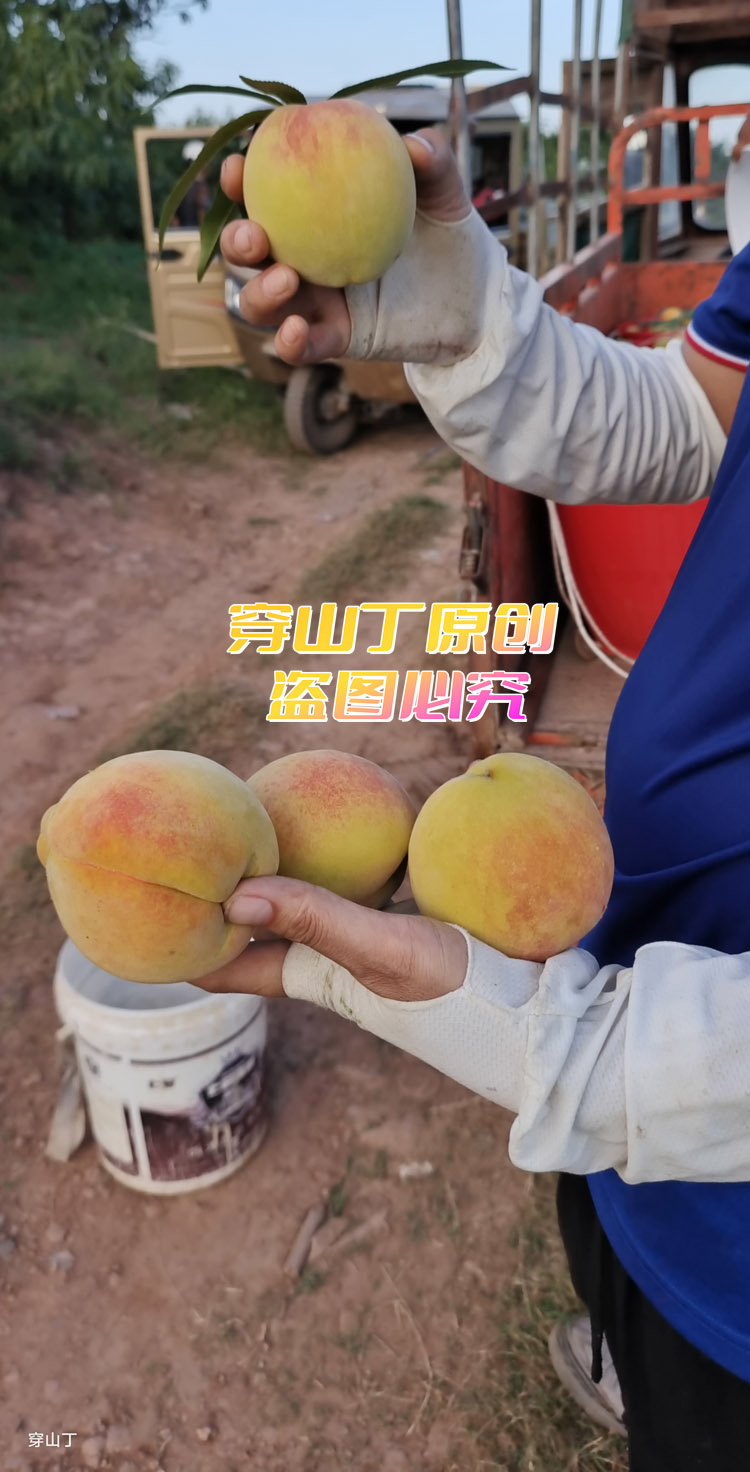 麻阳锦绣黄桃