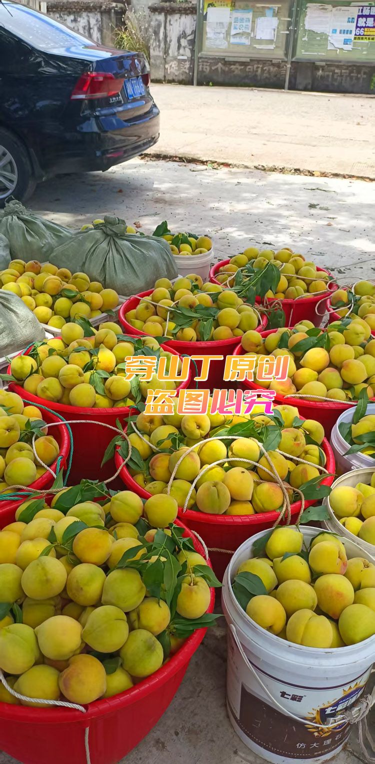 锦绣黄桃采摘