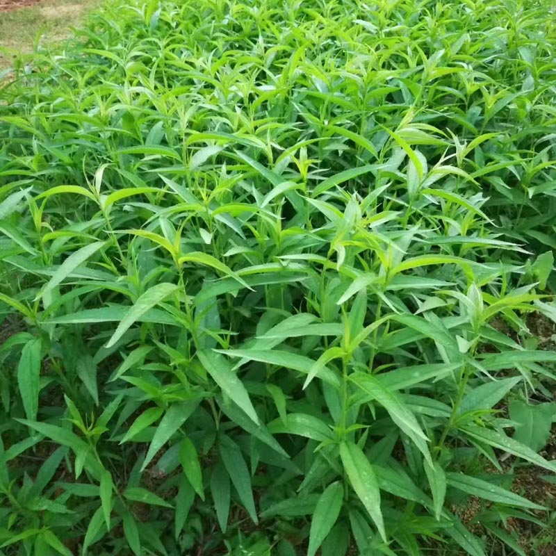 桃子树苗