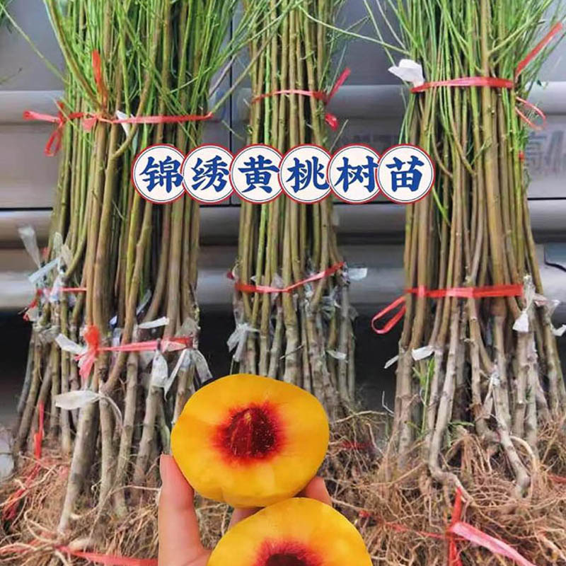 水蜜桃苗木批发
