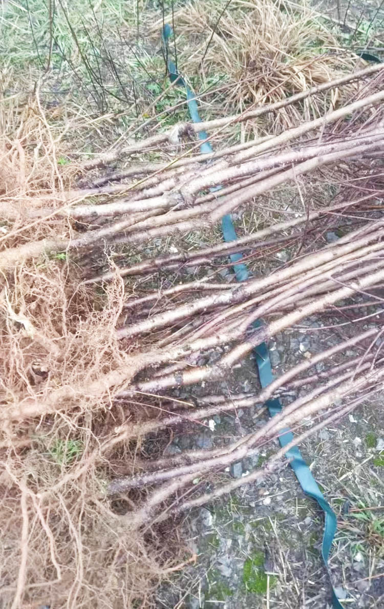 锦绣黄桃水蜜桃苗木批发